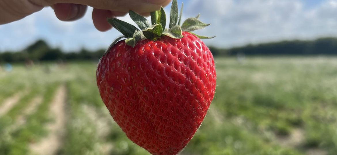 strawberry picking grove farm
